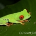 frog_tree_redeyed_tar_h_0555_cos0885.jpg